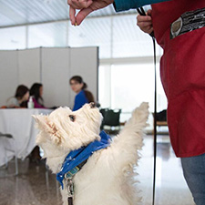Dog performing tricks at dog show