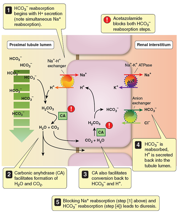 Diuretics figure