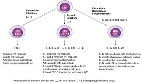 Cerebral toxoplasmosis chart