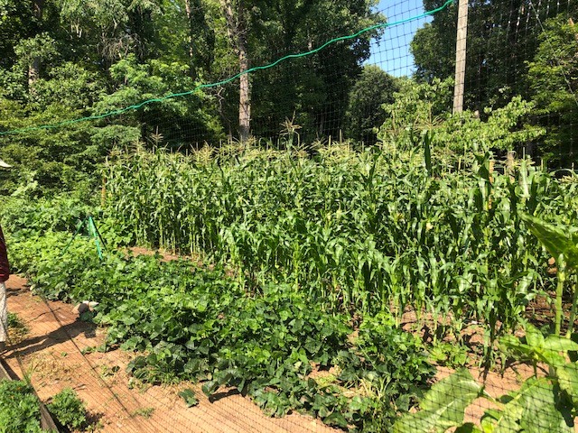 SPS Spotlight: Produce of corn, butterbeans, string beans and squash