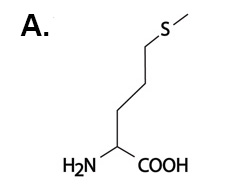 Choice A: methionine
