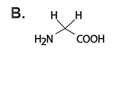 Choice B: glycine