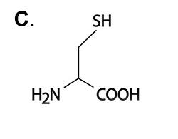 Choice C: cysteine