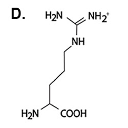 Choice D: arginine