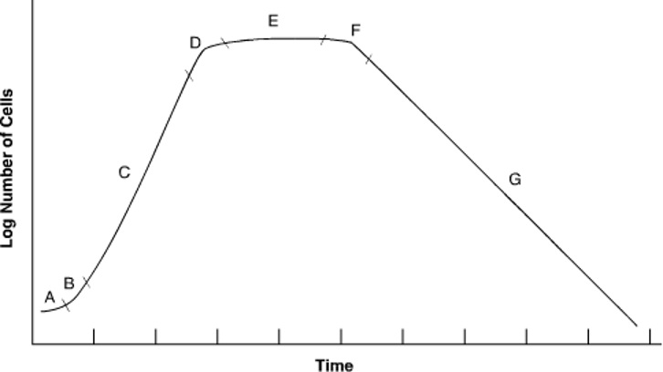 Strep stages diagram