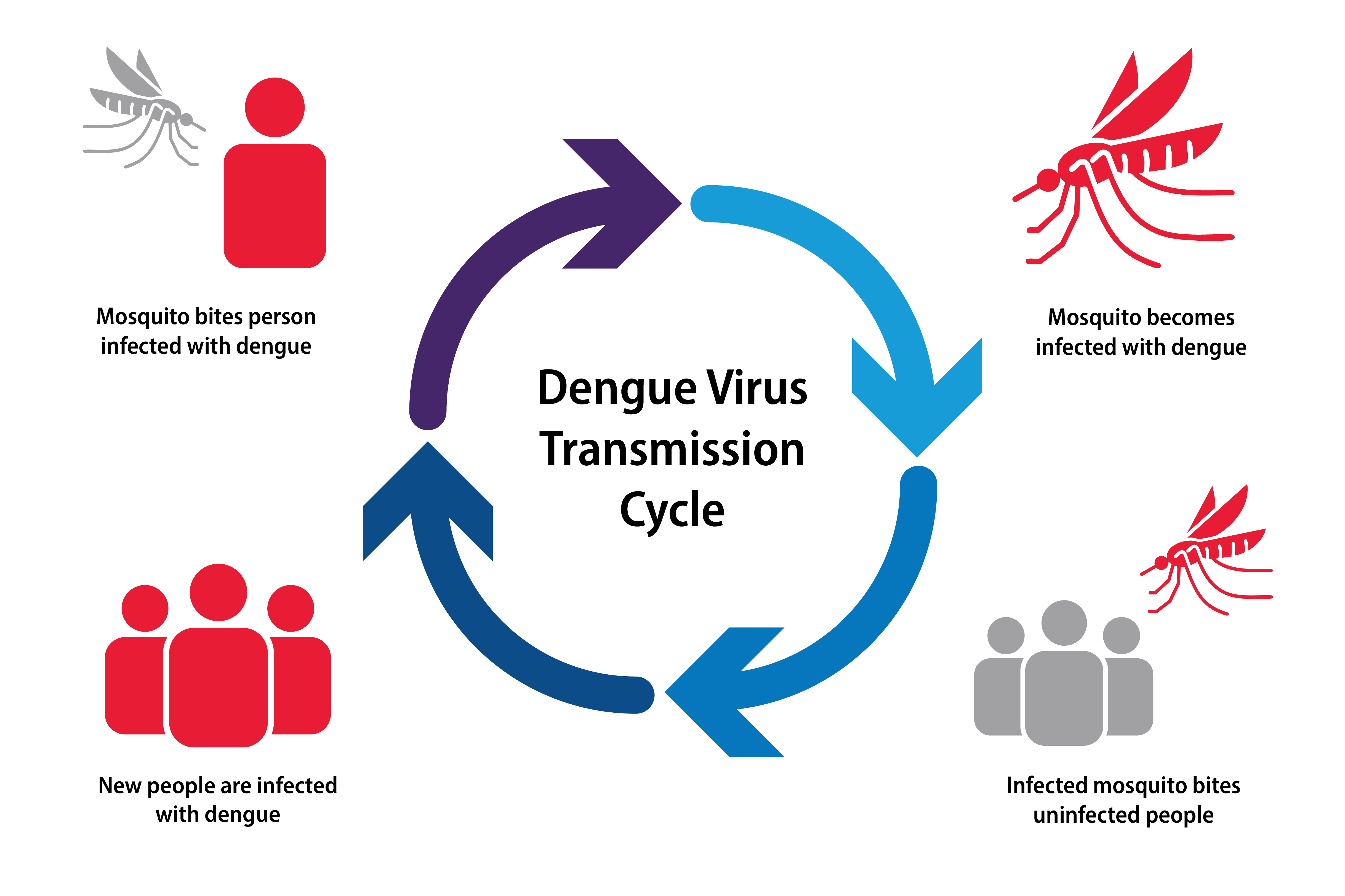 Dengue infection cycle