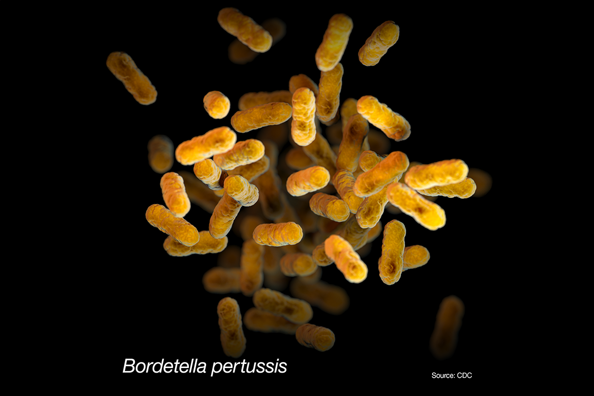 Bordetella pertussis bacteria