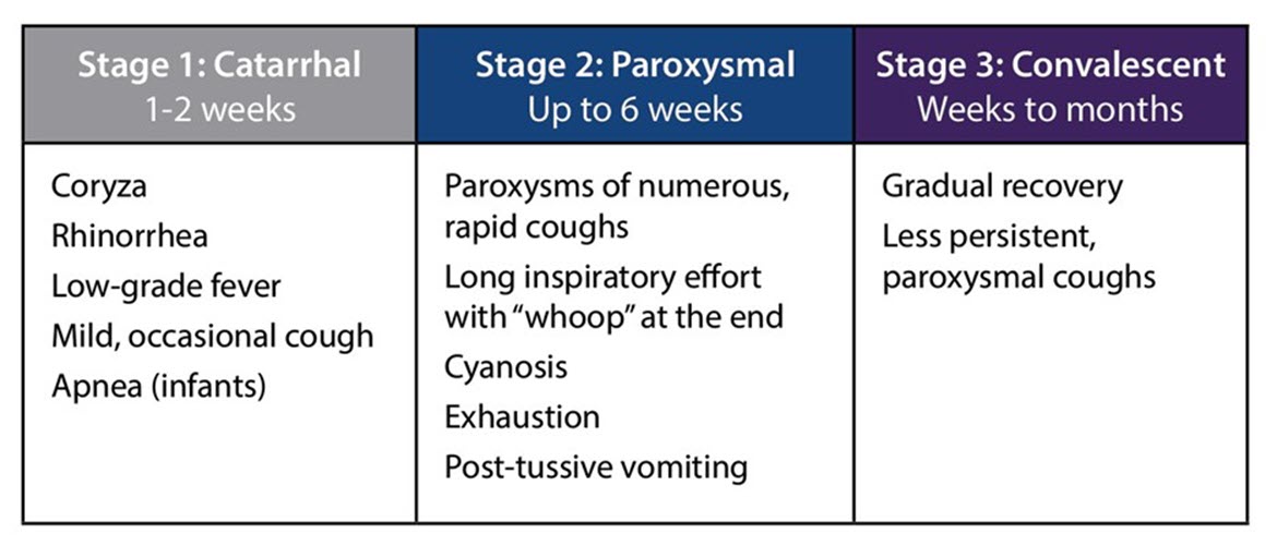 Three clinical stages of pertussis