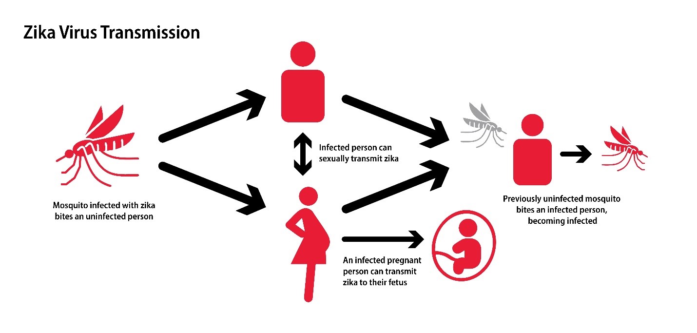 Zika virus transmission