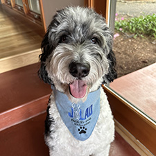 Watson, a therapy dog at Samaritan Health Services