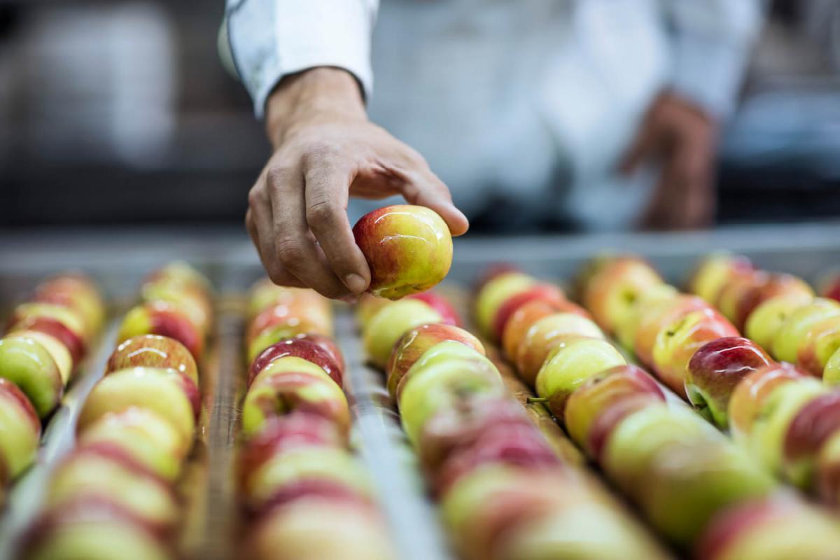 Person picking out an apple