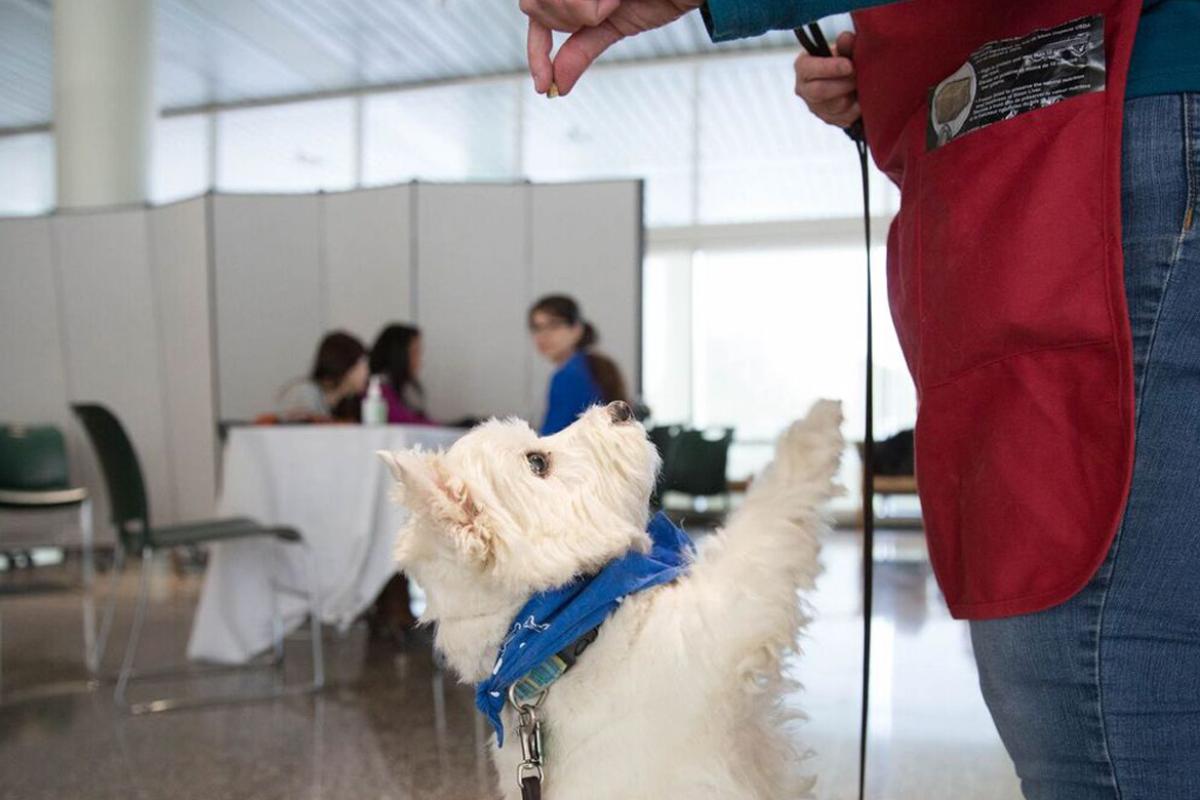 Dog performing tricks at dog show