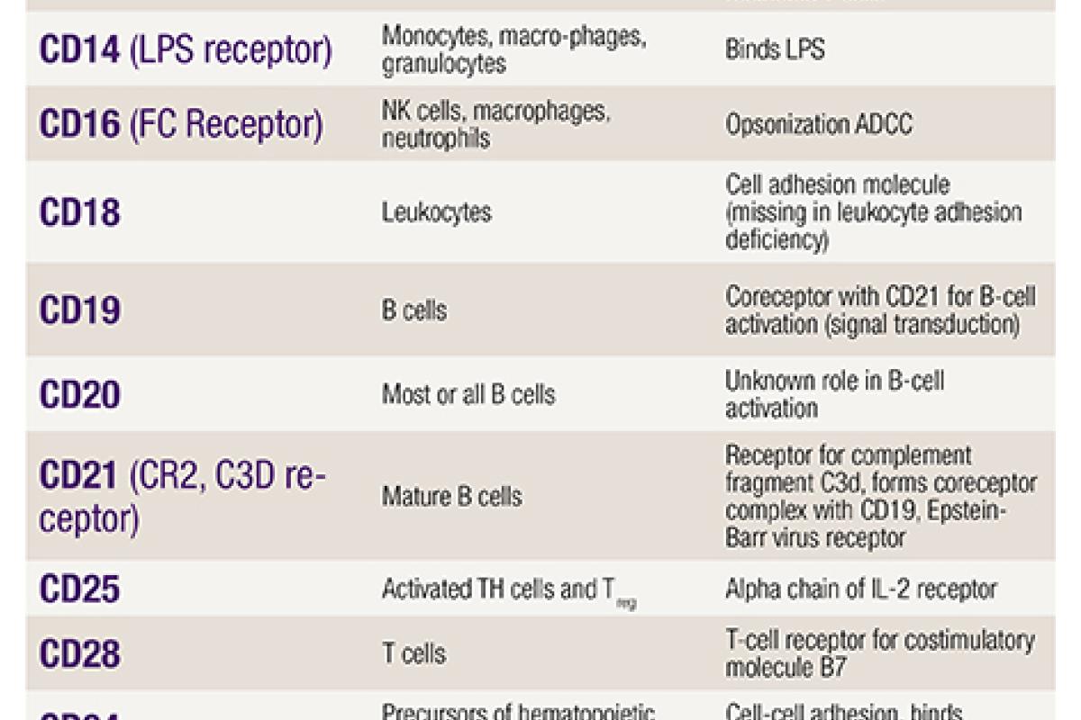 A spreadheet displaying a summary of CD markers