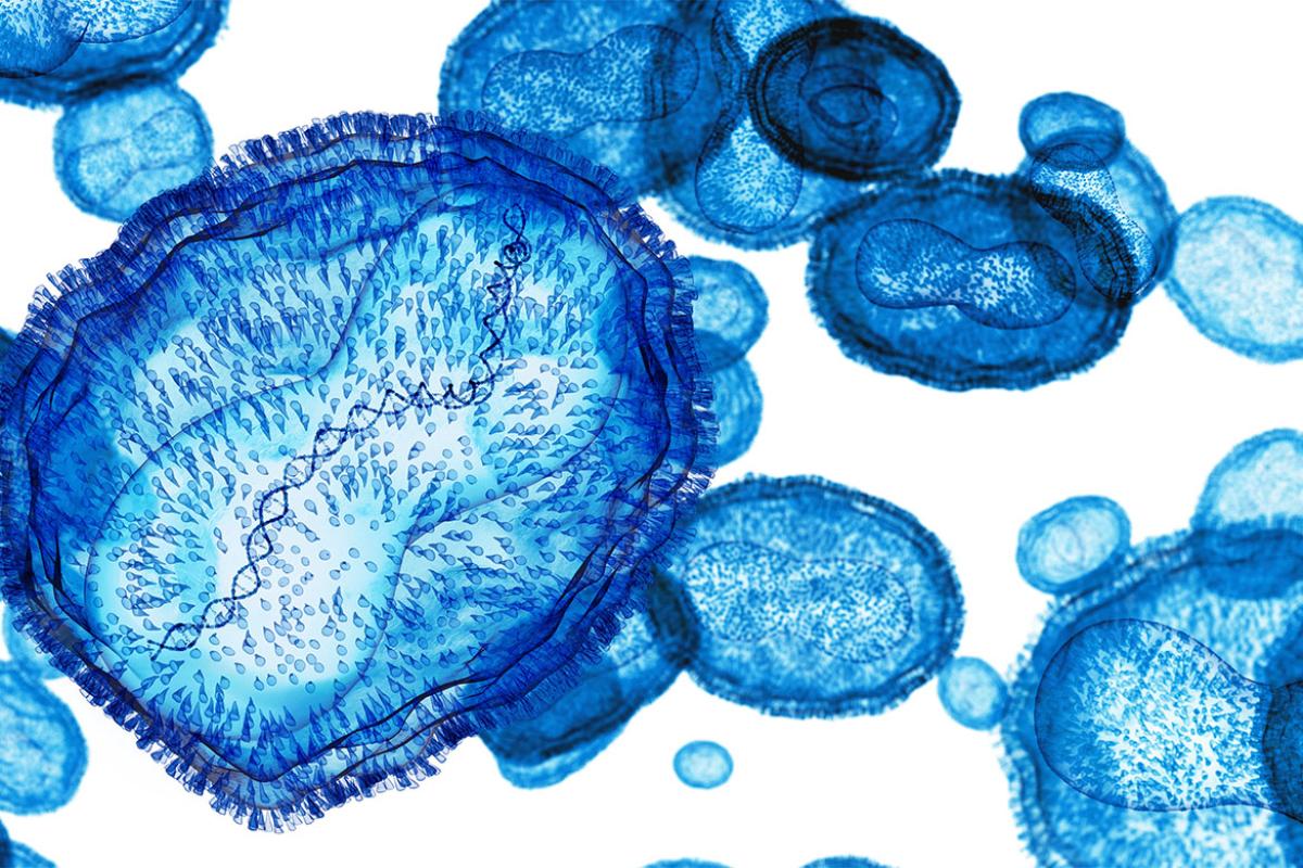 Monkeypox virus, illustration