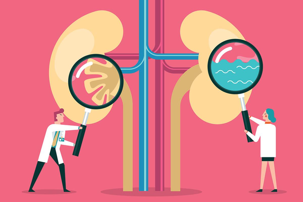Magnifying glasses over human kidneys