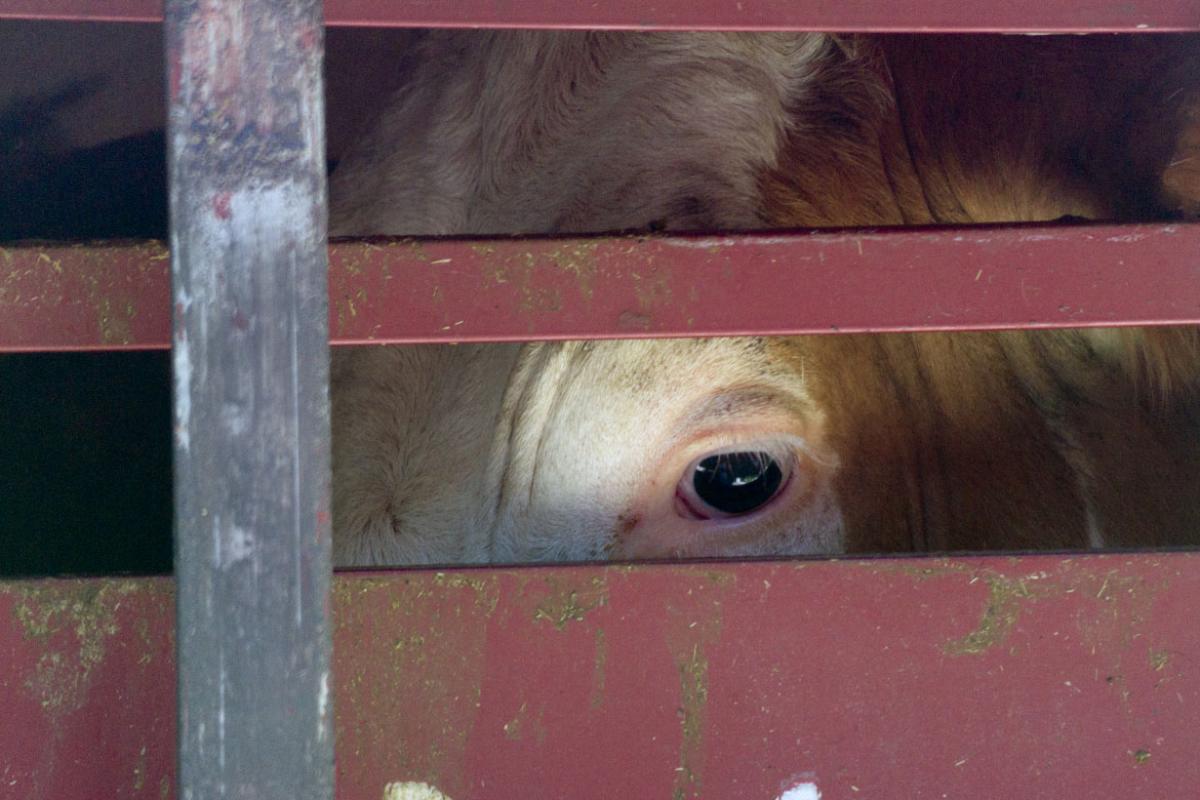 Cow peering through fence