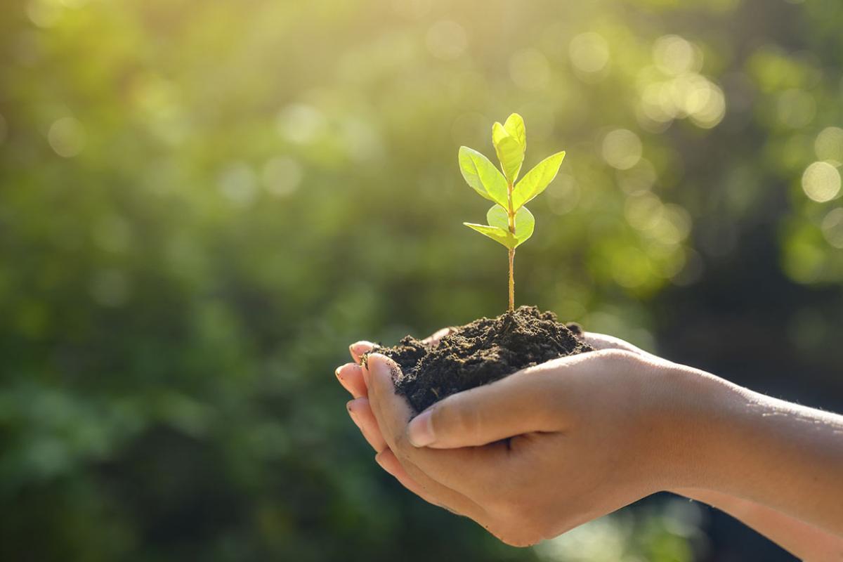 Hands holding dirt with a seedling