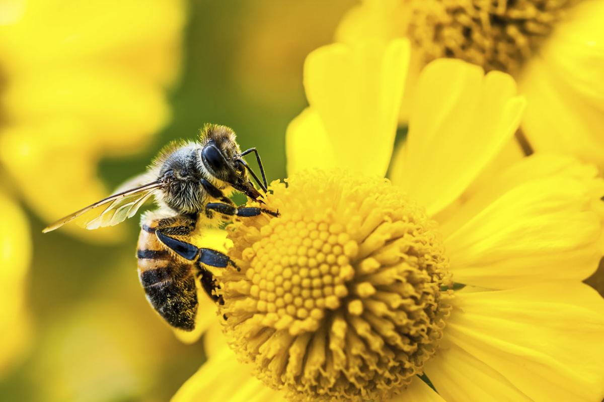 Bee on a flower