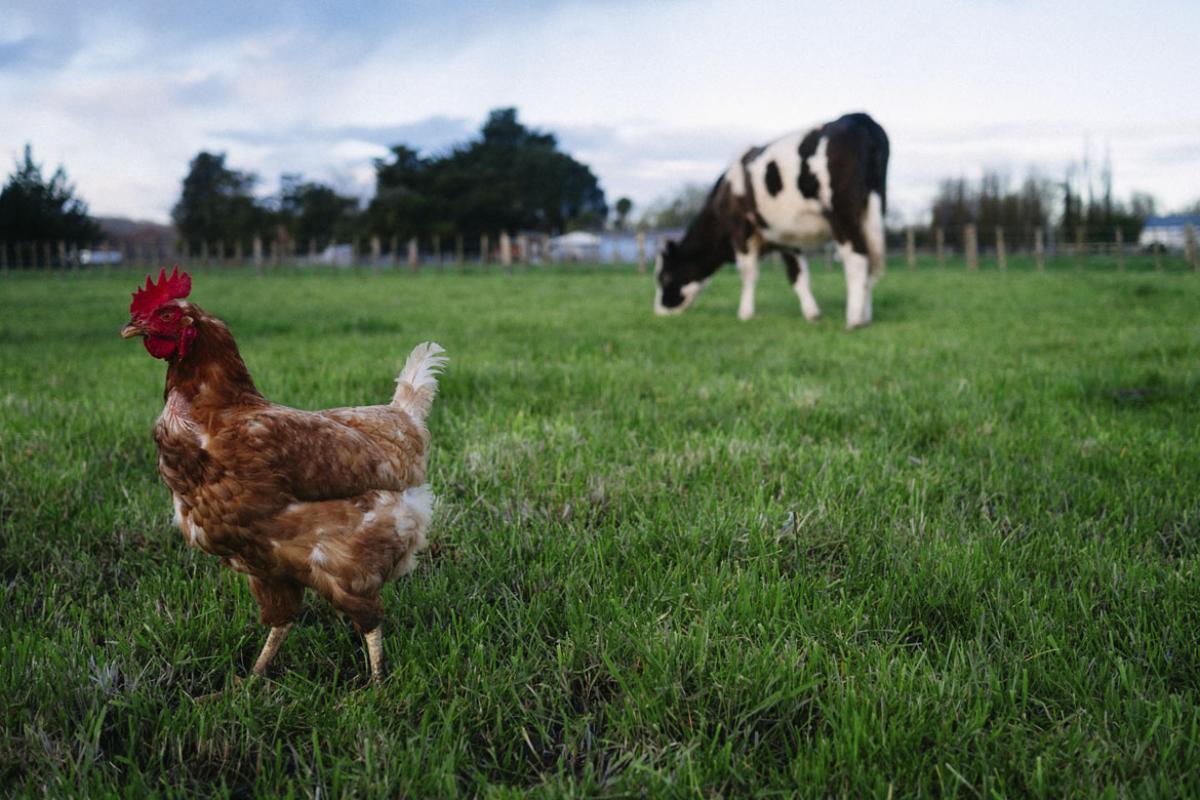 Chicken and cow