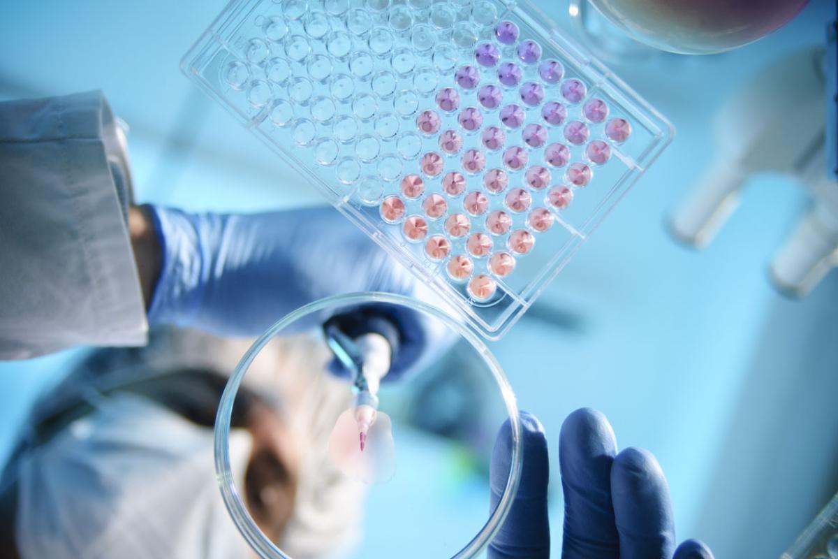 A scientist using a pipette with a microtiter plate and a petri dish