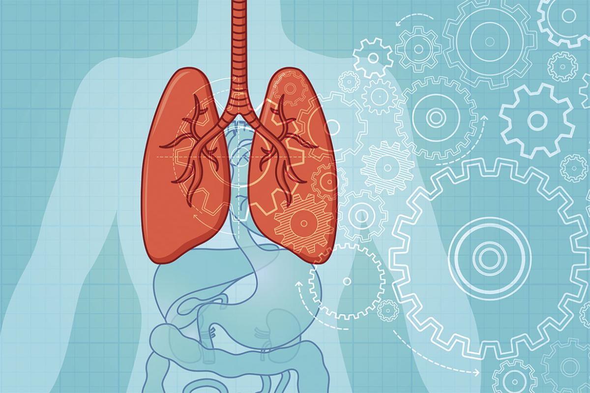 Human lungs