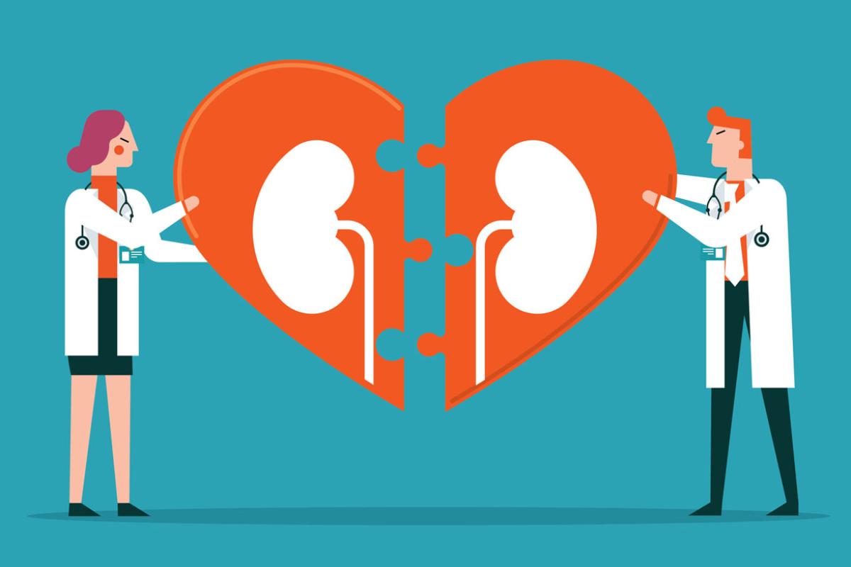 Two doctors put together a giant puzzle of two kidneys