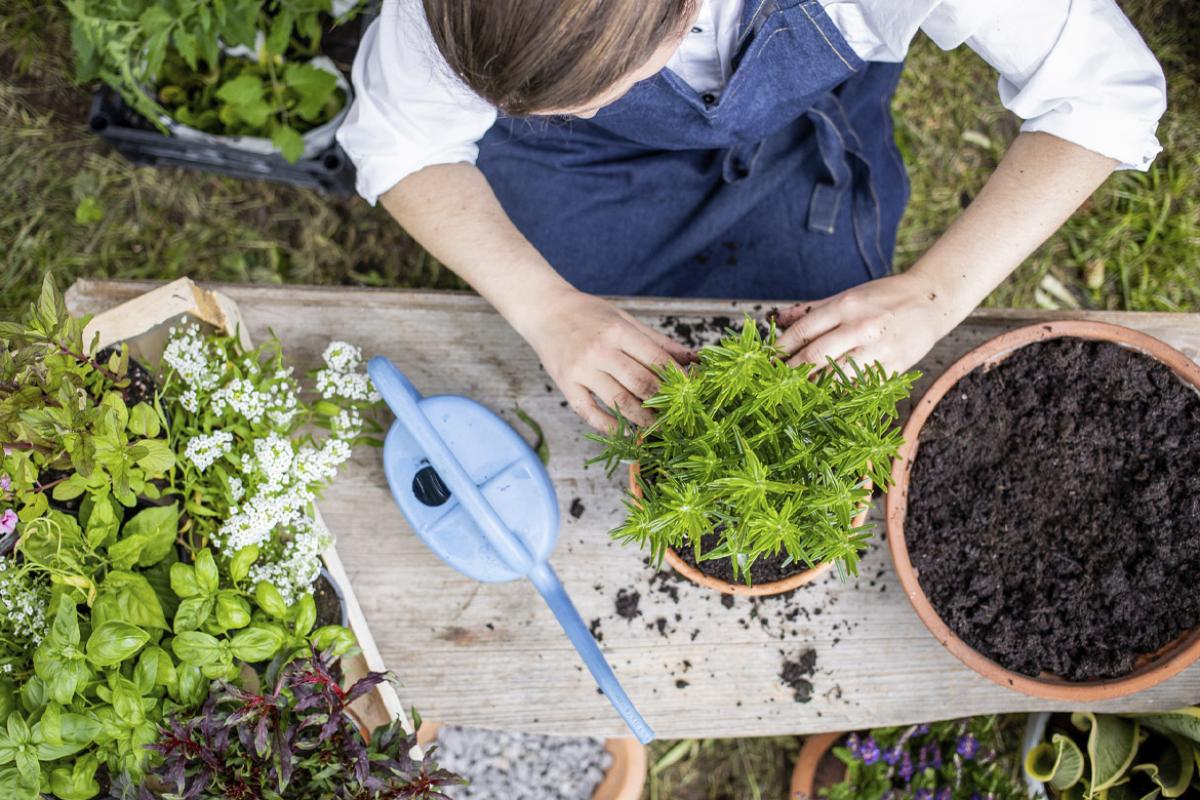 Person gardening